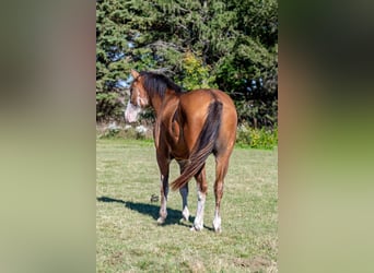 American Quarter Horse, Wallach, 5 Jahre, 163 cm, Roan-Bay