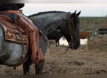 American Quarter Horse, Wallach, 5 Jahre, 163 cm, Roan-Blue