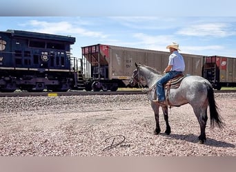 American Quarter Horse Mix, Wallach, 5 Jahre, 163 cm, Roan-Blue