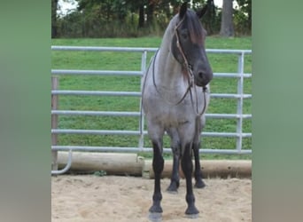 American Quarter Horse, Wallach, 5 Jahre, 163 cm, Roan-Blue