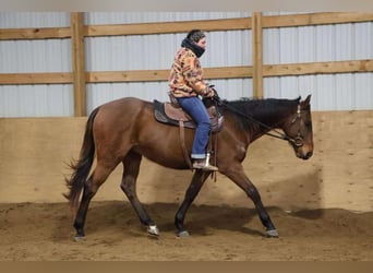 American Quarter Horse, Wallach, 5 Jahre, 163 cm, Rotbrauner