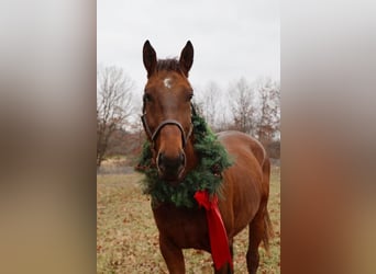 American Quarter Horse, Wallach, 5 Jahre, 163 cm, Rotbrauner