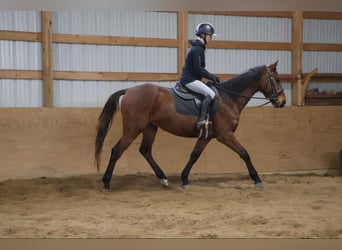 American Quarter Horse, Wallach, 5 Jahre, 163 cm, Rotbrauner