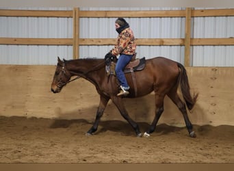 American Quarter Horse, Wallach, 5 Jahre, 163 cm, Rotbrauner