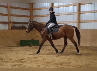 American Quarter Horse, Wallach, 5 Jahre, 163 cm, Rotbrauner