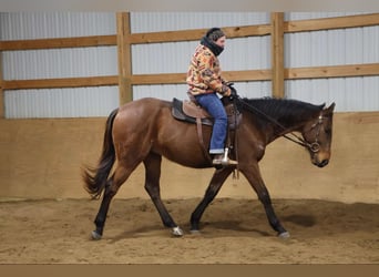 American Quarter Horse, Wallach, 5 Jahre, 163 cm, Rotbrauner