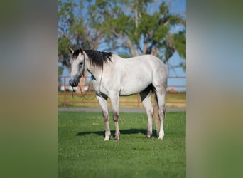 American Quarter Horse, Wallach, 5 Jahre, 163 cm, Schimmel
