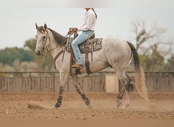 American Quarter Horse, Wallach, 5 Jahre, 163 cm, Schimmel