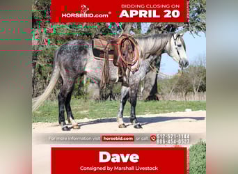 American Quarter Horse, Wallach, 5 Jahre, 163 cm, Schimmel