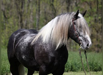 American Quarter Horse, Wallach, 5 Jahre, 163 cm, Tobiano-alle-Farben