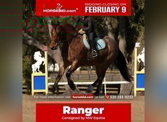 American Quarter Horse Mix, Wallach, 5 Jahre, 163 cm