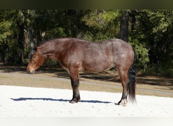 American Quarter Horse Mix, Wallach, 5 Jahre, 163 cm