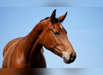 American Quarter Horse, Wallach, 5 Jahre, 164 cm, Brauner