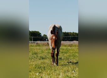 American Quarter Horse, Wallach, 5 Jahre, 164 cm, Roan-Bay