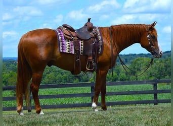 American Quarter Horse, Wallach, 5 Jahre, 165 cm, Dunkelfuchs