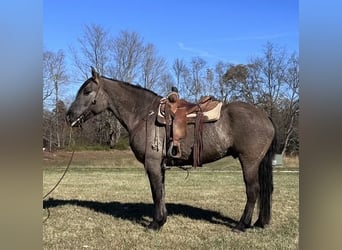 American Quarter Horse, Wallach, 5 Jahre, 165 cm, Grullo