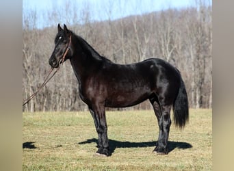 American Quarter Horse, Wallach, 5 Jahre, 168 cm, Rappe