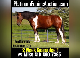 American Quarter Horse, Wallach, 5 Jahre, 168 cm, Tobiano-alle-Farben