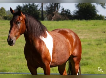 American Quarter Horse, Wallach, 5 Jahre, 168 cm, Tobiano-alle-Farben