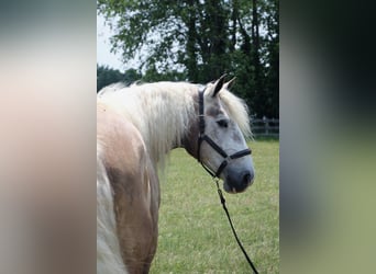 American Quarter Horse, Wallach, 5 Jahre, 175 cm, Schimmel