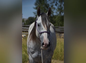 American Quarter Horse, Wallach, 5 Jahre, Apfelschimmel
