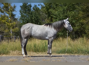 American Quarter Horse, Wallach, 5 Jahre, Apfelschimmel