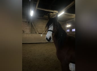 American Quarter Horse Mix, Wallach, 5 Jahre, Brauner