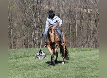 American Quarter Horse, Wallach, 5 Jahre, Buckskin