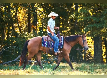American Quarter Horse, Wallach, 5 Jahre, Buckskin