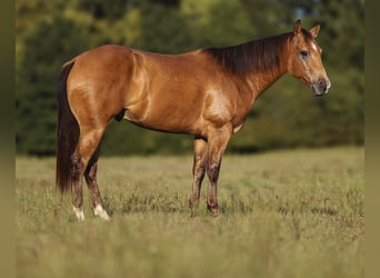 American Quarter Horse, Wallach, 5 Jahre, Buckskin