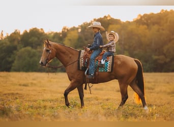 American Quarter Horse, Wallach, 5 Jahre, Buckskin