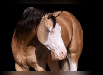 American Quarter Horse, Wallach, 5 Jahre, Buckskin