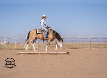 American Quarter Horse, Wallach, 5 Jahre, Buckskin