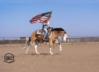 American Quarter Horse, Wallach, 5 Jahre, Buckskin