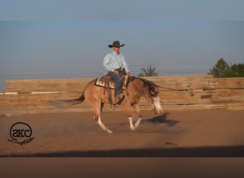 American Quarter Horse, Wallach, 5 Jahre, Buckskin