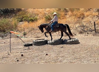 American Quarter Horse, Wallach, 5 Jahre, Buckskin