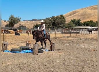 American Quarter Horse, Wallach, 5 Jahre, Buckskin