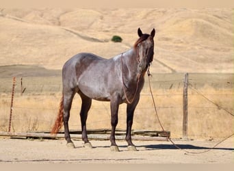 American Quarter Horse, Wallach, 5 Jahre, Buckskin
