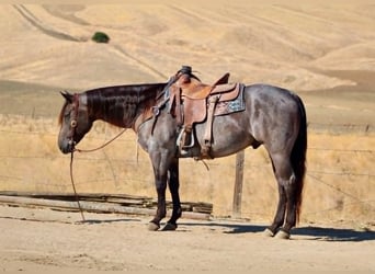 American Quarter Horse, Wallach, 5 Jahre, Buckskin