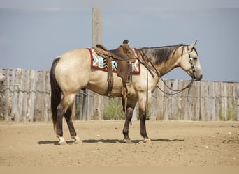 American Quarter Horse, Wallach, 5 Jahre, Buckskin