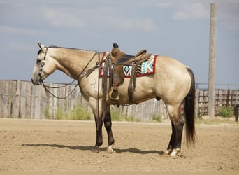 American Quarter Horse, Wallach, 5 Jahre, Buckskin