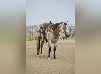 American Quarter Horse, Wallach, 5 Jahre, Buckskin