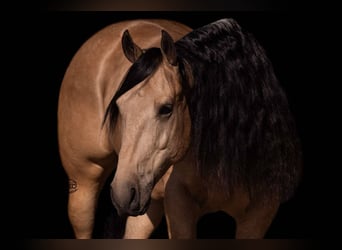 American Quarter Horse, Wallach, 5 Jahre, Buckskin