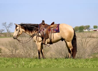 American Quarter Horse, Wallach, 5 Jahre, Buckskin