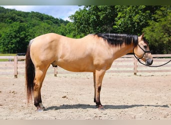 American Quarter Horse, Wallach, 5 Jahre, Buckskin