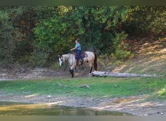 American Quarter Horse, Wallach, 5 Jahre, Buckskin