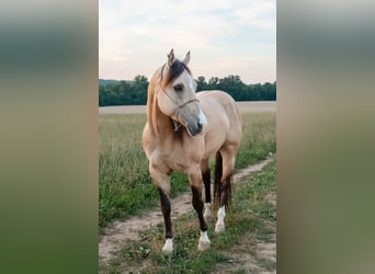 American Quarter Horse, Wallach, 5 Jahre, Buckskin