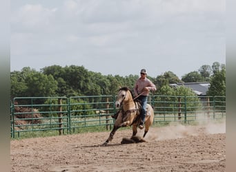 American Quarter Horse, Wallach, 5 Jahre, Buckskin
