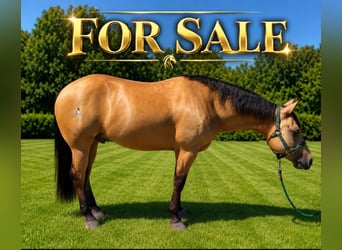American Quarter Horse, Wallach, 5 Jahre, Buckskin