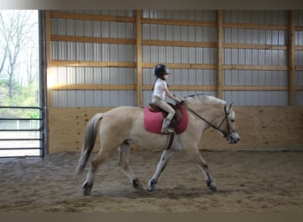 American Quarter Horse, Wallach, 5 Jahre, Buckskin